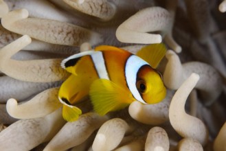 Снимка на Amphiprion bicinctus EG-338