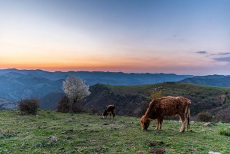 Bild på Spring in the mountain cows in green field