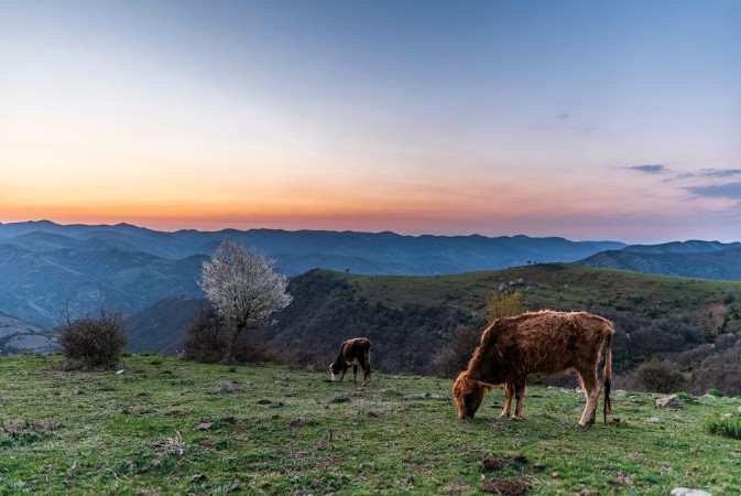 Picture of Spring in the mountain cows in green field