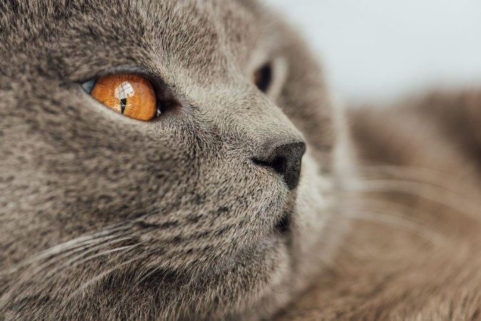 Afbeeldingen van Partial view of adorable scottish fold cat looking away