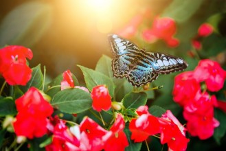 Image de Tropical butterfly sitting on the leaf Close up image
