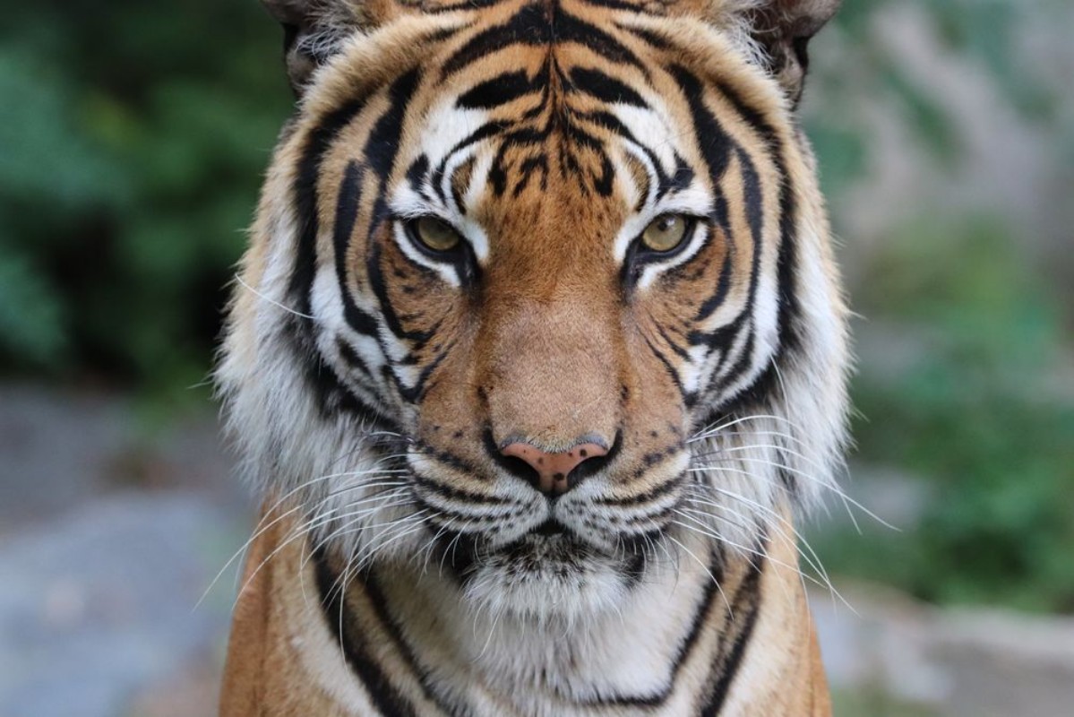 Image de Tiger