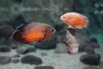 Afbeeldingen van Las Palmas de Gran Canaria Canary Islands Spain - 21122018 - Aquarium Poema del Mar