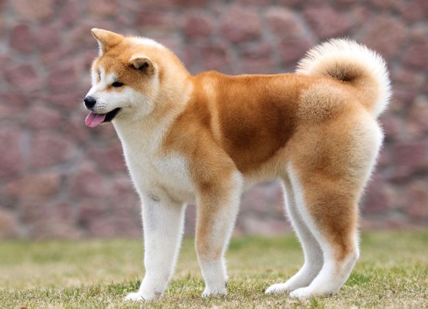 Picture of Japanese Akita Inu dog for a walk