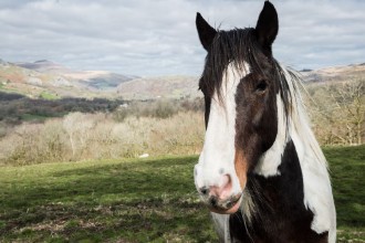 Image de Portrait of a horse