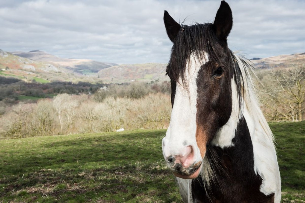Image de Portrait of a horse
