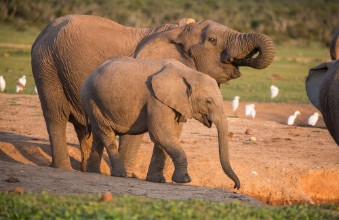 Bild på African Elephants Drinking Water in Late Afternoon