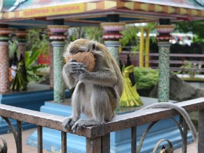 Image de Macaque with coconut