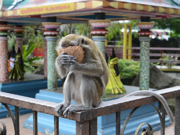 Picture of Macaque with coconut