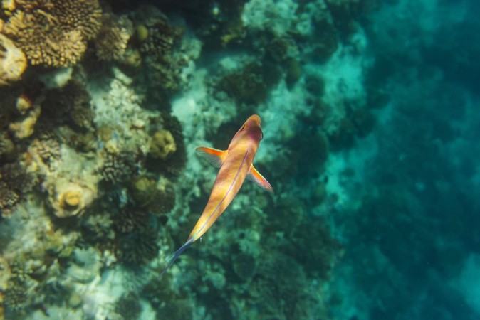 Image de Colorful fishes and corals underwater life in Maldives snorkeling and diving in exotic destination