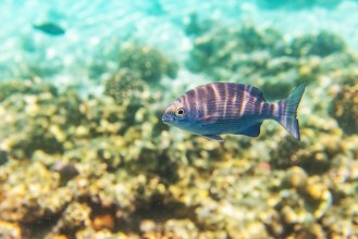 Afbeeldingen van Colorful fishes and corals underwater life in Maldives snorkeling and diving in exotic destination
