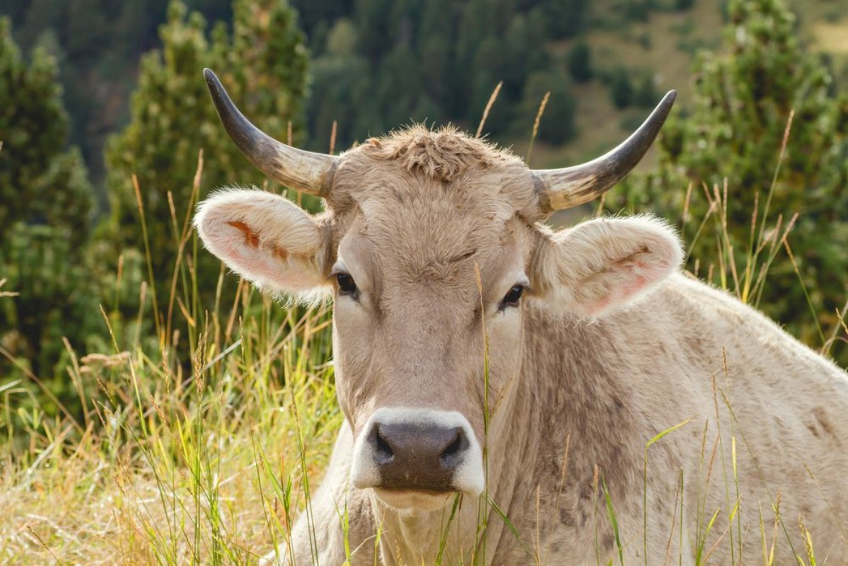 Picture of Cow resting in the countryside