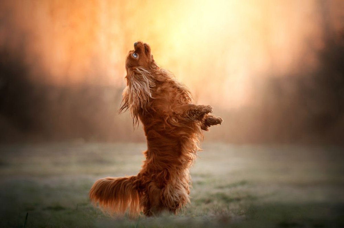 Bild på Cavalier king charles spaniel dog doing tricks beautiful dawn magical light portrait