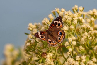 Poza cu Buckeye2