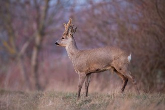 Picture of Roe deer capreolus capreolus buck with big antlers covered in velvet Curious alerted wild animal in winter Roebuck with antlers growing