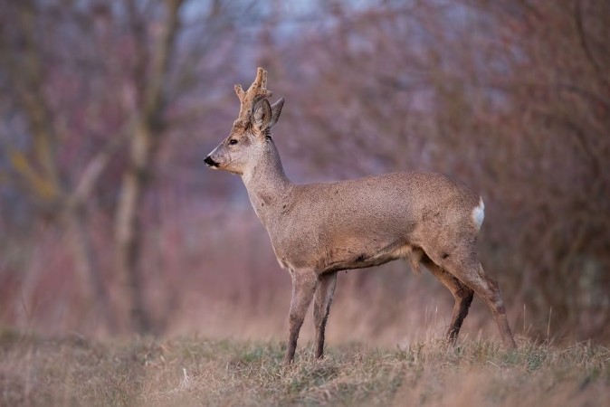 Image de Roe deer capreolus capreolus buck with big antlers covered in velvet Curious alerted wild animal in winter Roebuck with antlers growing