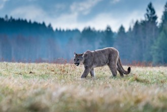 Obrázek Cougar Puma