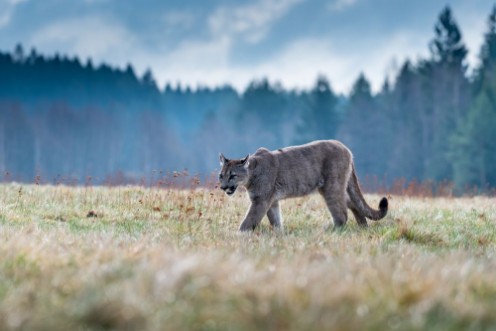 Picture of Cougar Puma