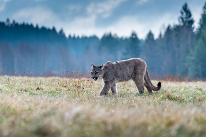 Picture of Cougar Puma