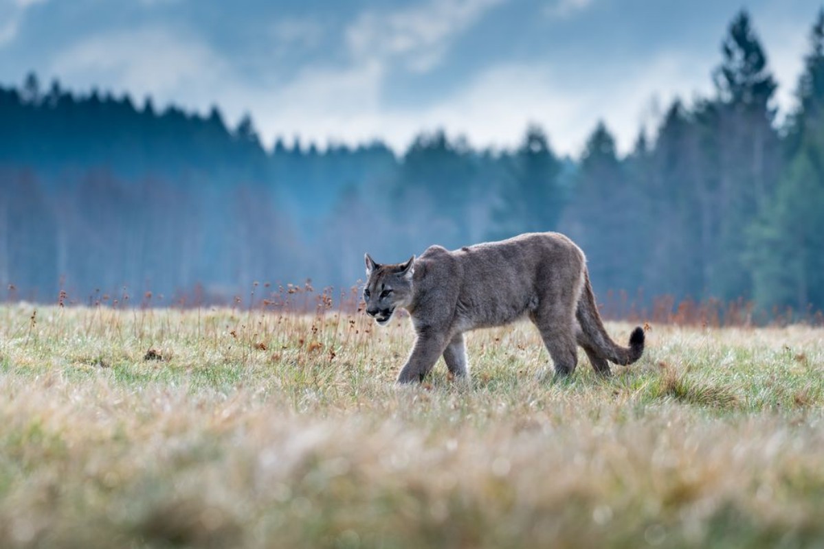 Picture of Cougar Puma