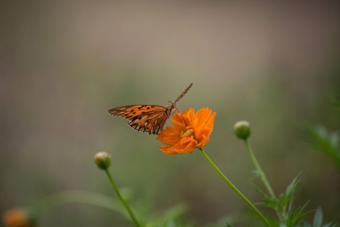 Afbeeldingen van Butterfly on flower
