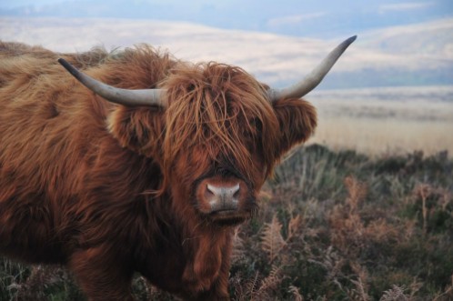 Picture of Hardy Highland cow on Exmoor Somerset