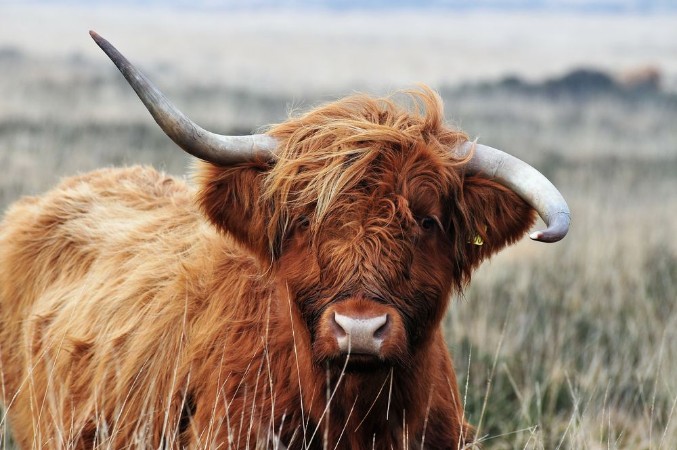Picture of Hardy Highland cow on Exmoor Somerset
