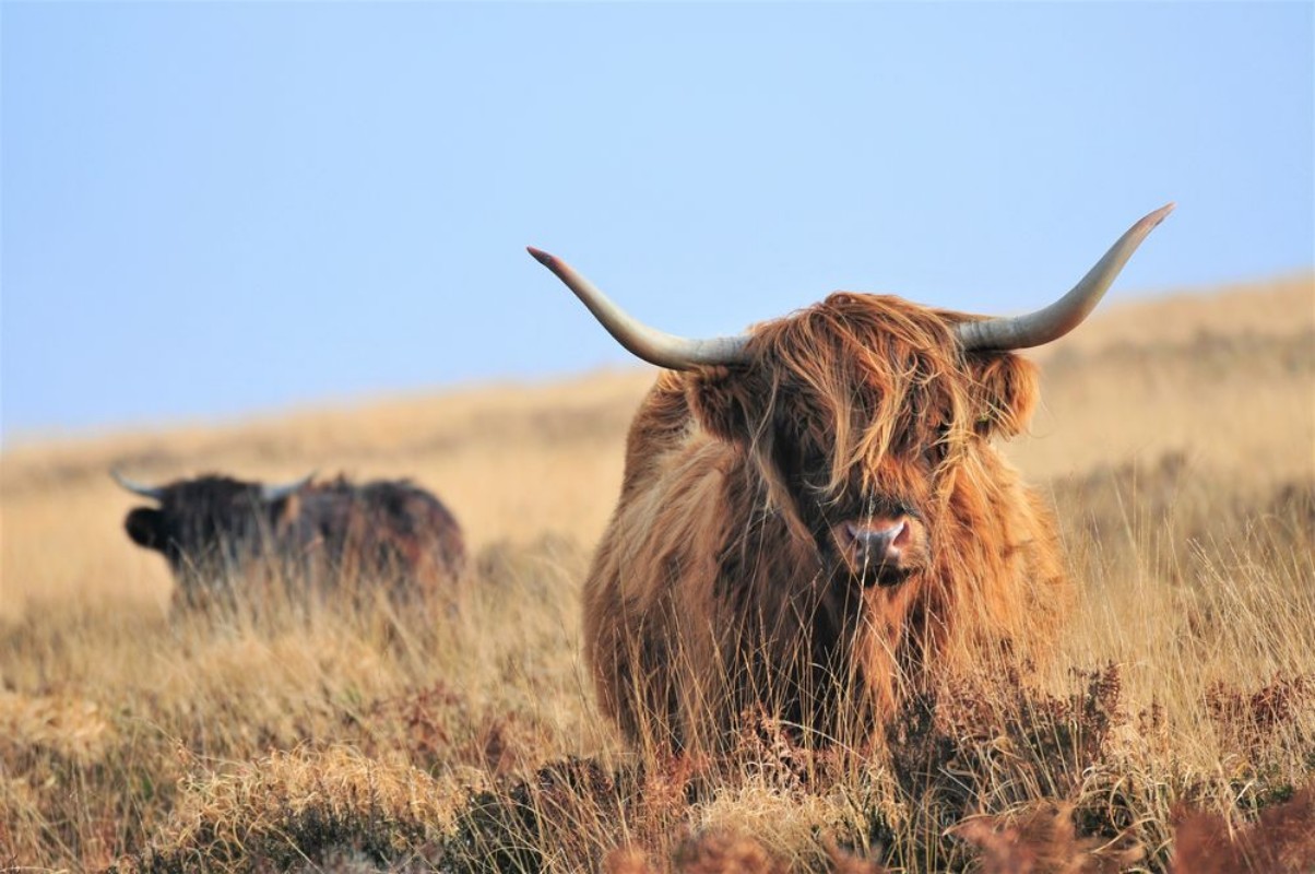 Bild på Hardy Highland cow on Exmoor Somerset