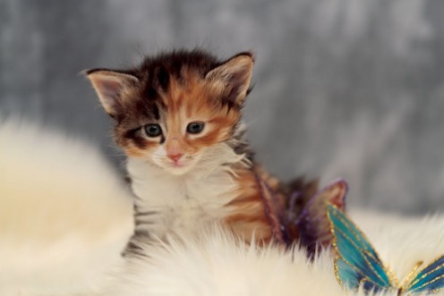 Picture of Sweet norwegian forest cat kitten sitting on sheep skin in studio portrait