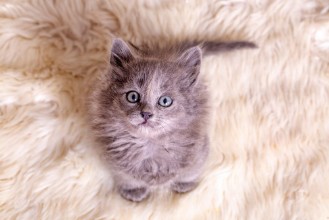 Image de Pet animal cute kitten gray cat indoor