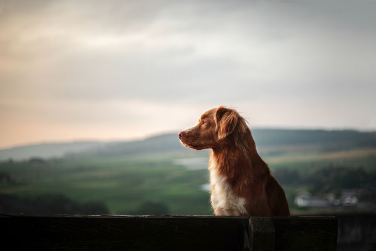 Picture of The dog sits on a bench and looks at the dawn red Nova Scotia Duck Tolling Retriever Toller in nature Pet traveling