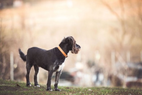 Picture of Happy adopted dog playing in the garden 