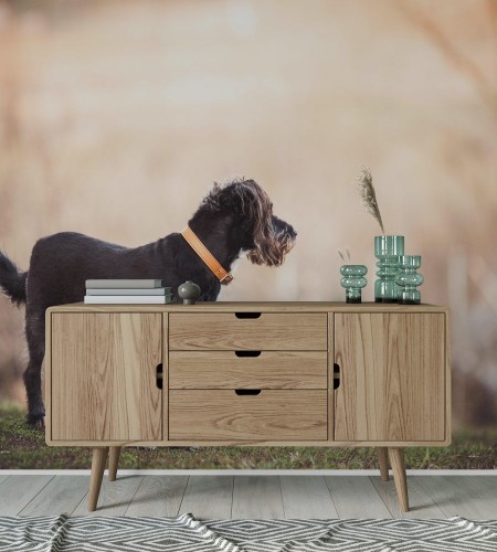 Picture of Happy adopted dog playing in the garden 