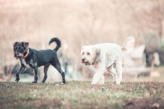 Picture of Happy adopted dog playing in the garden 