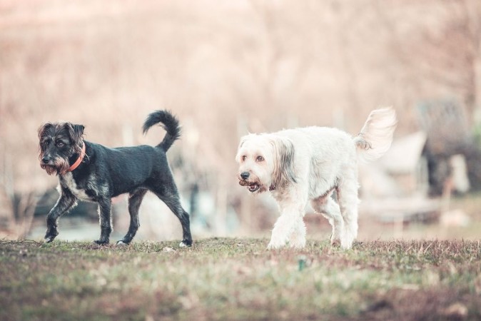 Picture of Happy adopted dog playing in the garden 