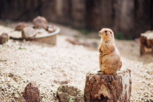 Afbeeldingen van Prairie dog standing upright on the ground Summer