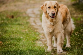 Bild von Wesoy golden retriever