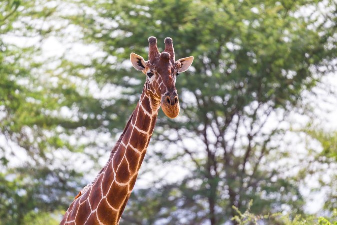 Afbeeldingen van The face of a giraffe in close-up