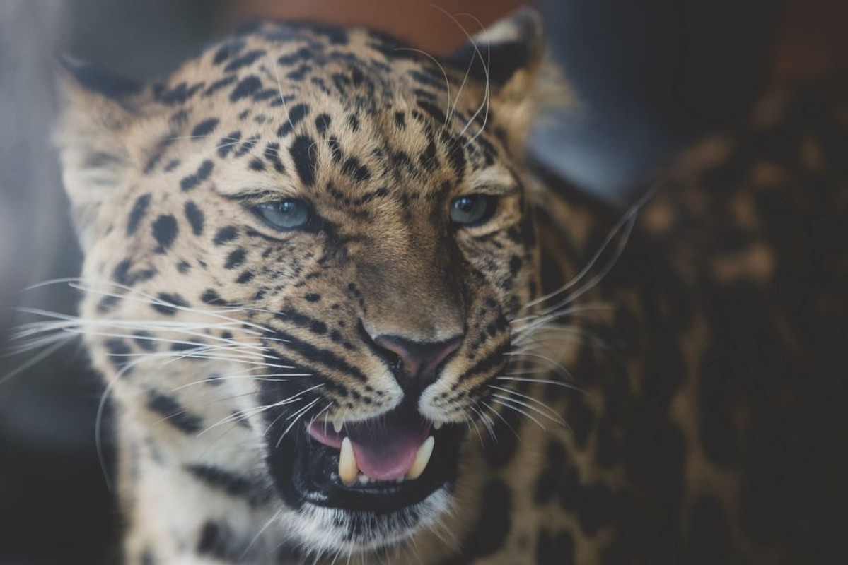Image de Leopard