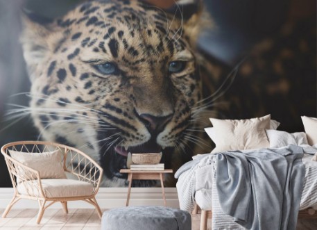 Afbeeldingen van Leopard