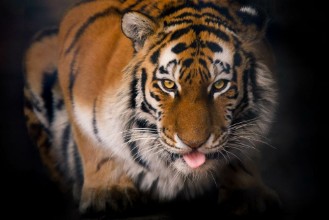 Bild von Tiger