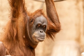 Image de Monkey Time