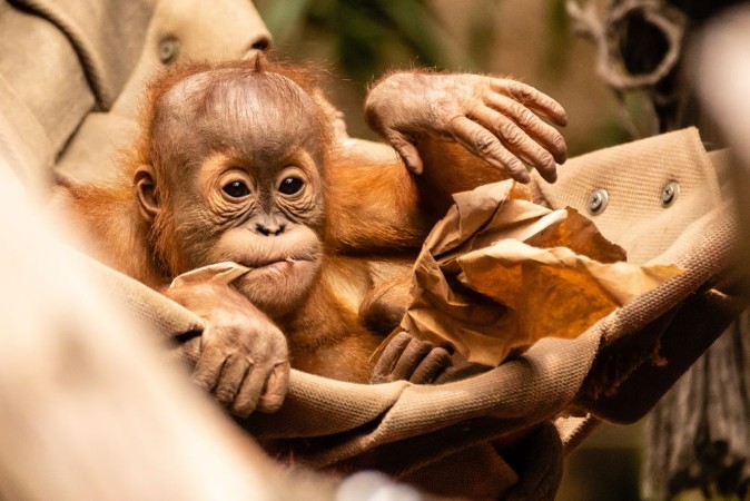 Picture of Orang-Utan