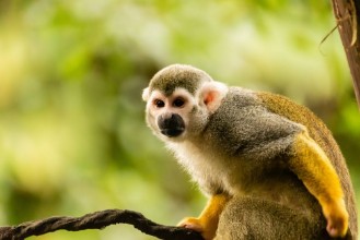 Image de Squirrel Monkey