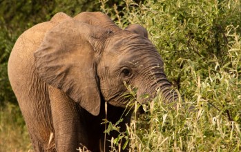 Obrázek Elephant feeding