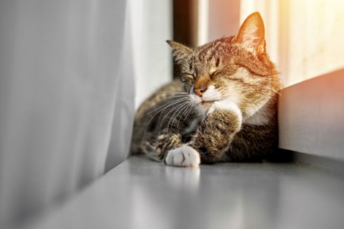 Picture of Happy cat washes its paws on the window preparation for sleep sunset