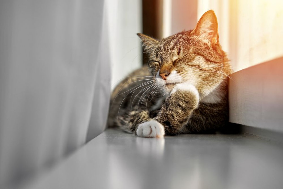 Picture of Happy cat washes its paws on the window preparation for sleep sunset