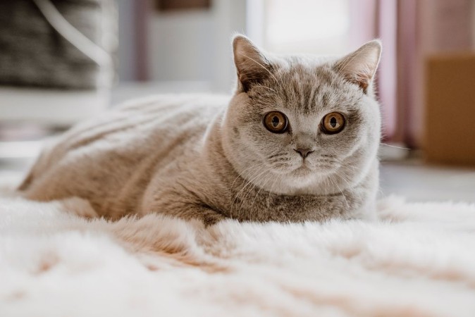 Picture of British Shorthair cat on floor