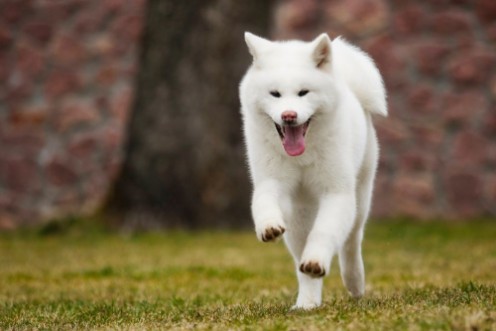 Picture of Akita Inu dog on a walk in the park