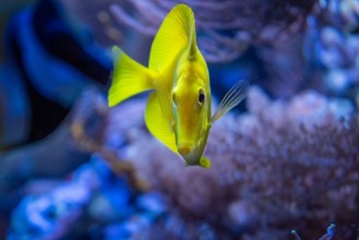 Obrázek Im Aquarium